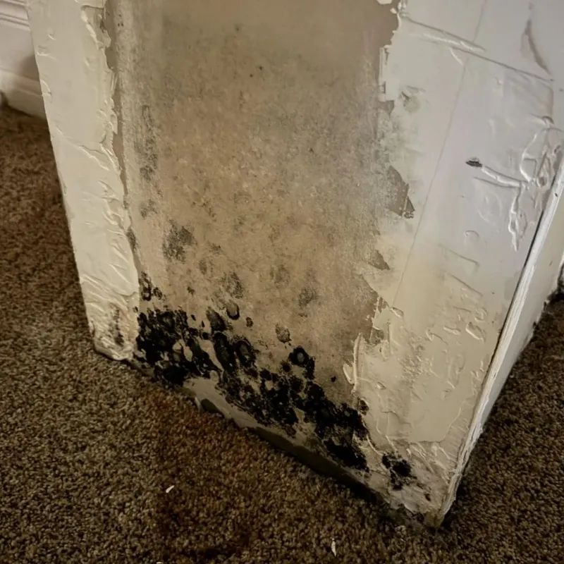 Professional Mold Removal in Mills, WY
